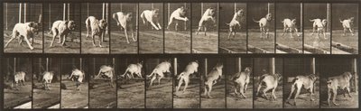 Animal Locomotion, Plate 712 by Eadweard Muybridge